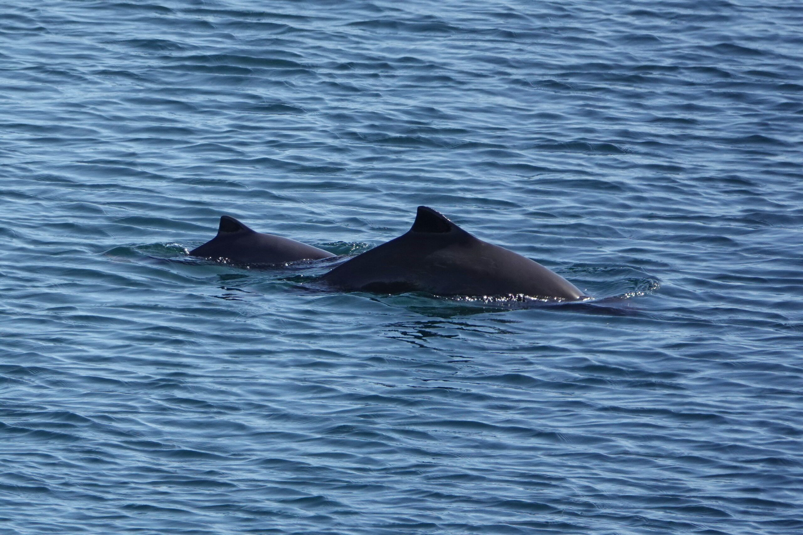 Porpoise