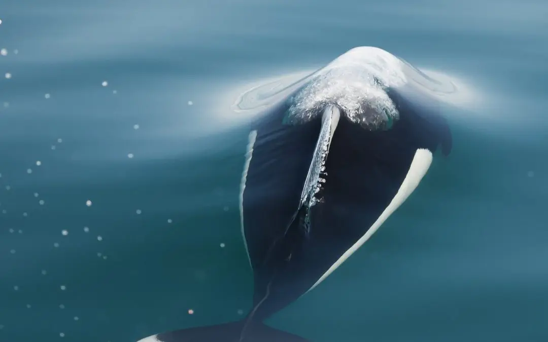 Seven surprising things to know about Dall’s porpoises!