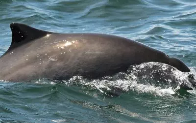 Harbour Porpoise — The World’s Greatest Small Cetacean!