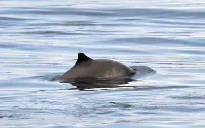 Harbour porpoises: Nine surprising things about the world’s greatest small cetacean!