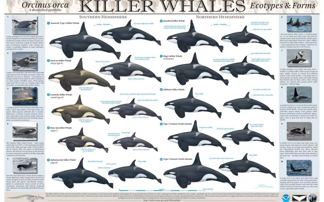 Killer whale ecotypes explained in a nutshell